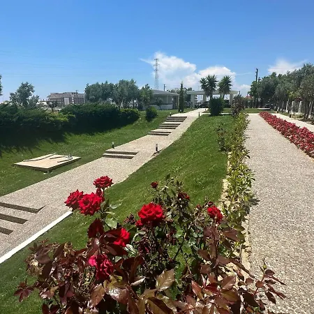 Colakli Sunset シダ